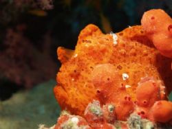 Frogfish taken with Olympus Evolt 300 and FL20 strobe. by Nikki Van Veelen 
